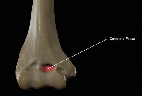 function of the coronoid fossa of humerus