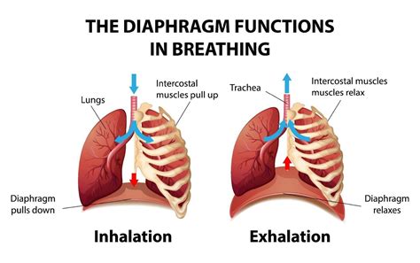 Function Of The Diaphragm Simple