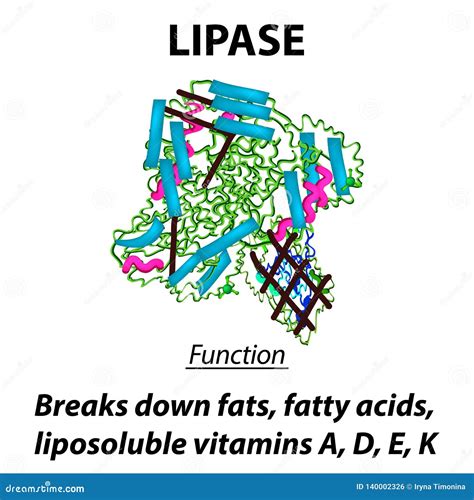 Unlocking the Crucial Function of the Lipase Enzyme Explained
