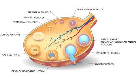 Function Of The Ovary Follicle