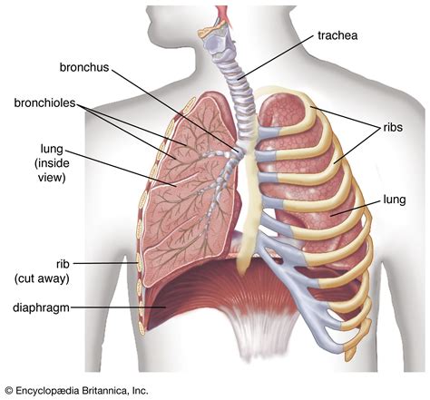 Function Of The Ribs In Respiratory System
