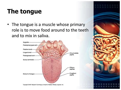 Function Of The Tongue In The Digestive System