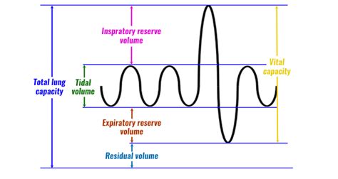 function of tidal volume