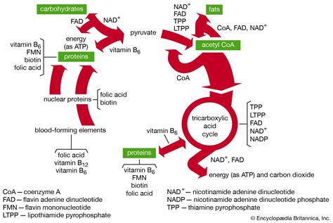 Function Of Vitamin B And C