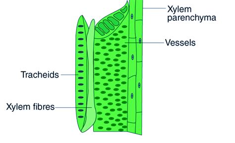 function of xylem class 10