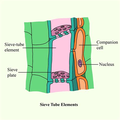 Function Sieve Tube Elements