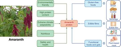 Functional Properties Of Amaranth