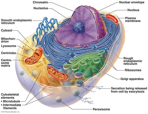 Functions Of A Generalized Cell