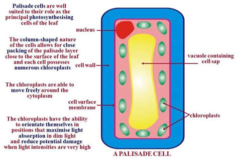 Functions Of A Palisade Cell Do
