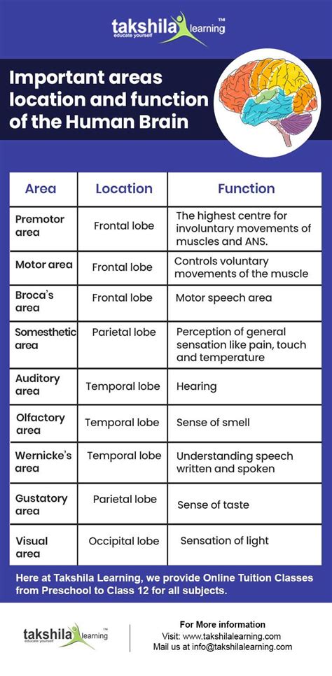 Functions Of Different Parts Of The Brain Class 10