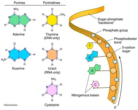 Functions Of Nucleic Acid And Its Components