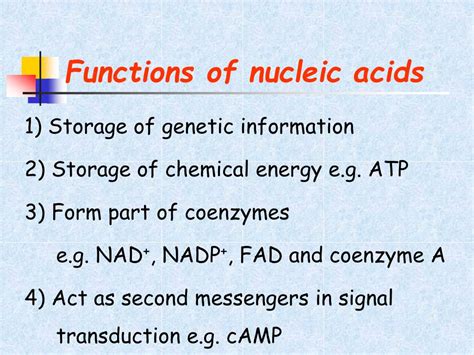 Functions Of Nucleic Acids Include