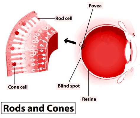 Functions Of Rods And Cones In The Eye