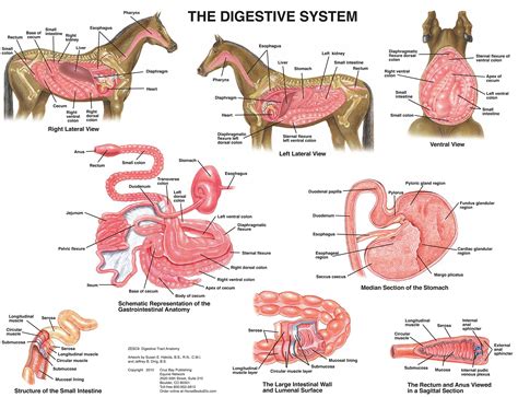 Functions Of The Horse's Digestive System