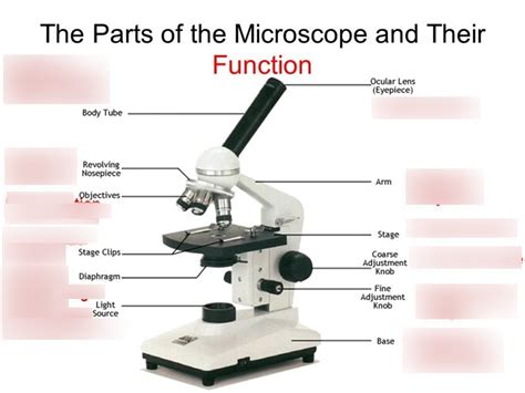 Functions Of The Microscope Parts Quizlet