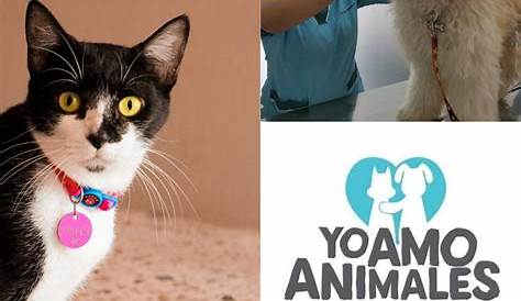 🐾🦸 Adoptar mascotas en Guayaquil: Fundación Yo Amo Animales | Animales