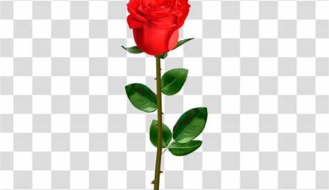 Download Rose Backgroundfundo Fundo Floral Rosa Flor Fundo Fundo