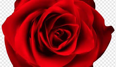 Rose Red Clip art - Red Rose Transparent PNG Clip Art Image png