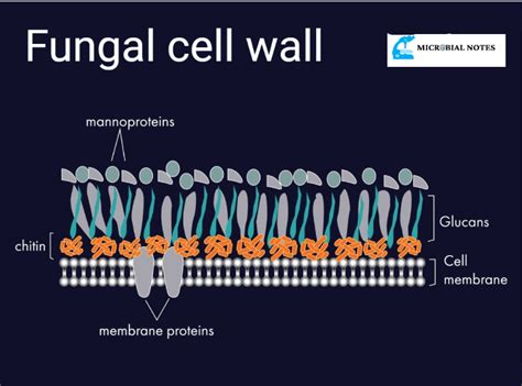 Fungal Cell Wall Structure