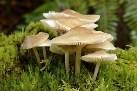 fungi welcome mushroom
