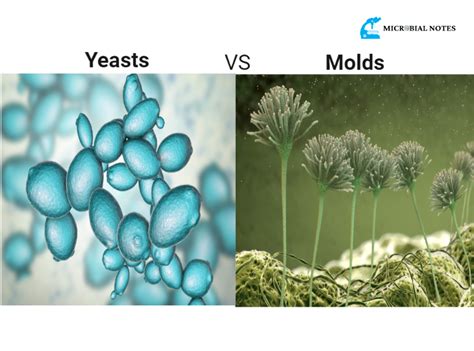 fungi mold and yeast