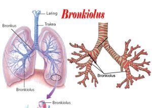 Gambar Struktur Paru Paru Bronkus Bronkiolus Dan Alveolus
