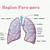 fungsi paru paru sebagai alat ekskresi