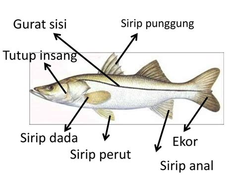 Fungsi Gurat Sisi Pada Ikan Format Soal