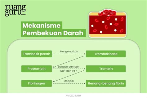 fungsi vitamin k dalam pembekuan darah