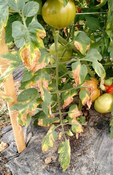 Strange growth on tomato plants... eggs? Fungus? Disease? 6b southern