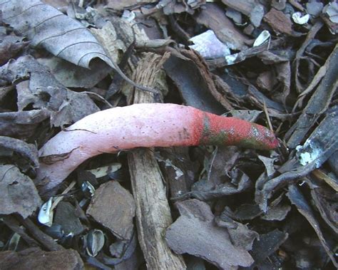 Fungus Mulch Red