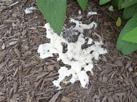 Fungus Under Mulch