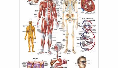 Diagramm zeigt anatomie des menschlichen körpers mit namen fototapete