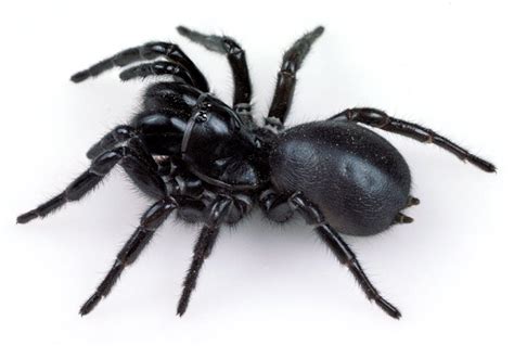 Funnel Web Spider