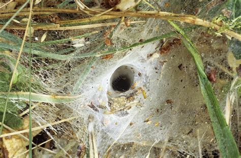Unveiling the Mysteries of Funnel Web Spider Webs