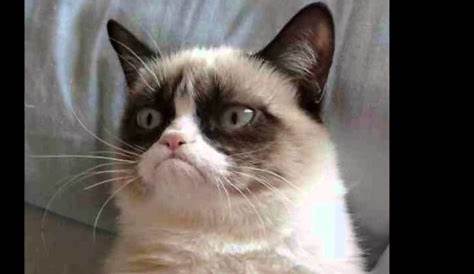 Pin by Alleyne Clark on Grumpy cat humor in 2020 | Funny grumpy cat