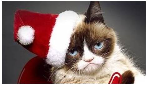 Funny Cat Christmas Wallpaper s Top Free