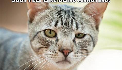 Pin by Marcus Jr on How am I funny? | Funny cat memes, Cat memes