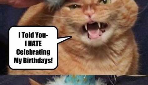 101 Funny Cat Happy Birthday Memes | Happy birthday cat, Cat birthday