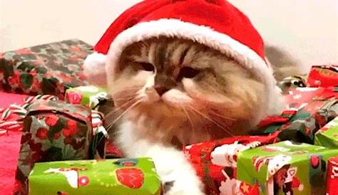 This cat is SO over Christmas as it is confused by a Santa's hat in