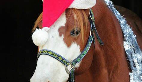 Merry Christmas! Funny Horses Pinterest