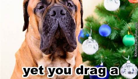 Funny Christmas Quotes Dogs