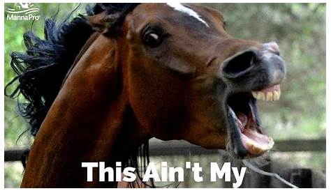 Funny Horse Pictures With Captions I Love This Caption It Is Sooo Sooo Soo Cute Leazub