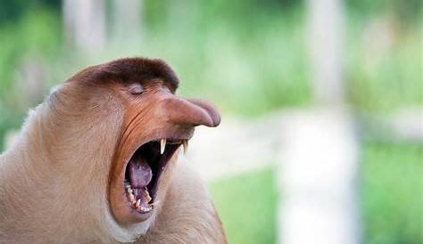 Latest Funny Pictures: Funny Monkey Faces Images