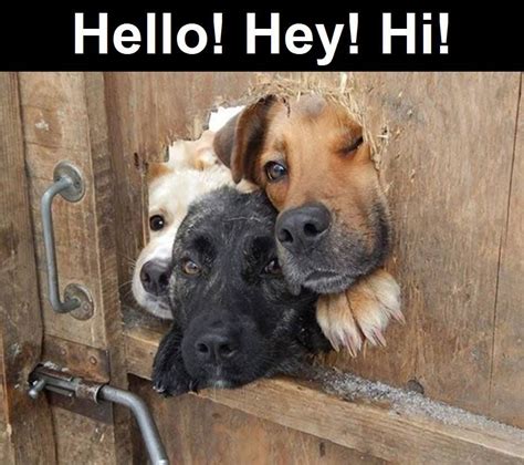 funny picture saying hello