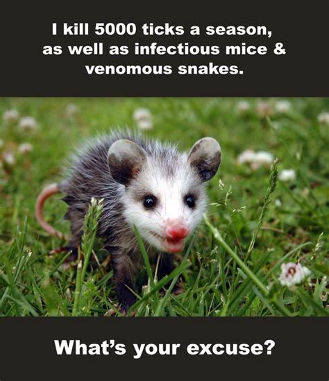 Funny Possum Sayings Image