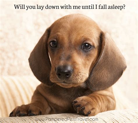 funny puppy pics sayings