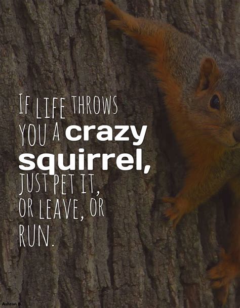 funny sayings with squirrels
