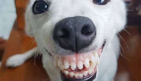 /r/oddlyterrifying denture dog | Dogs | Know Your Meme