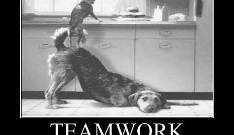Funny Teamwork Quotes For Work TOP 25 FUNNY TEAMWORK QUOTES AZ